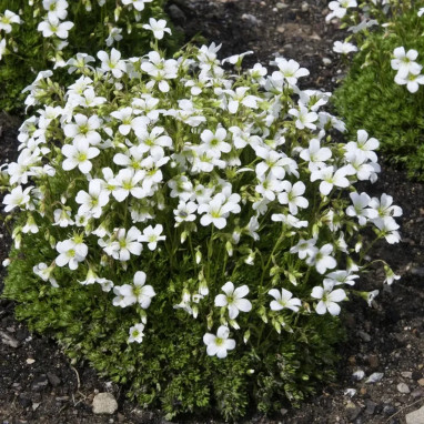 Saxifraga hypnoides - Saxifraga | Achat direct au producteur