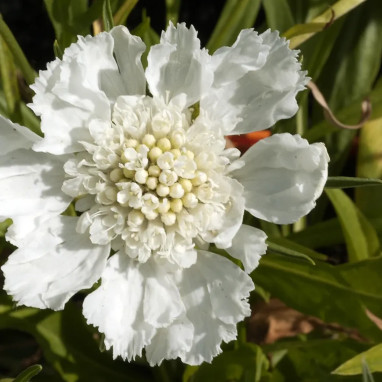 Scabiosa caucasica 'Perfecta Alba' - Scabiosa | Achat producteur