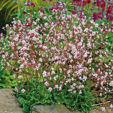 Saxifraga umbrosa - Saxifraga | Achat direct au producteur
