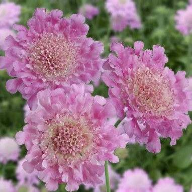 Scabiosa columbaria 'Pink Mist' - Scabiosa | Achat direct au producteur