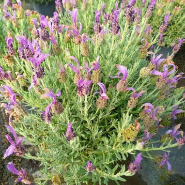 Lavandula stoechas 'Fantasia Early Purple' | Achat producteur