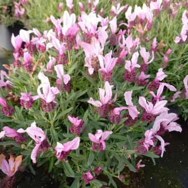 Lavande 'Fantasia Early Pink'® - Lavandula | Achat direct producteur