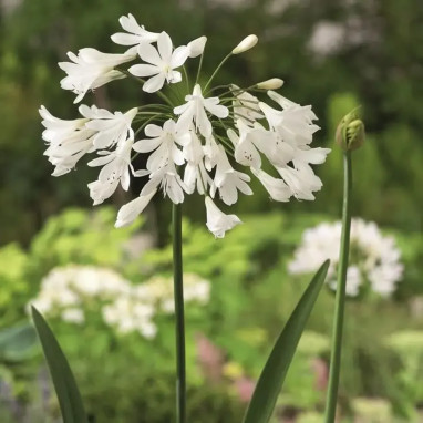 Agapanthus 'Kilmurry White' - Agapanthus | Achat direct producteur