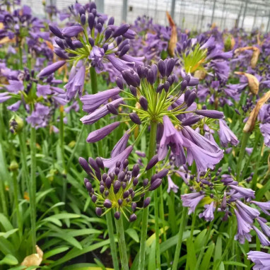 Agapanthus Everpanthus Poppin' Purple | Achat direct au producteur