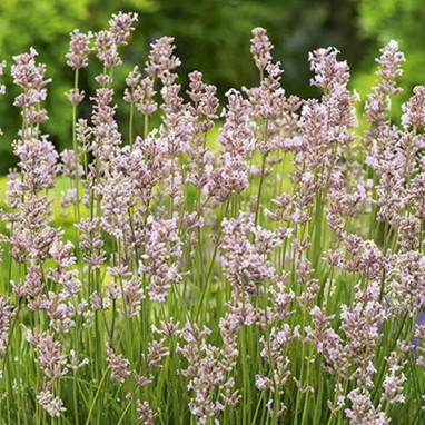 Lavandula angustifolia 'Rosea' - Lavandula | Achat direct au producteur