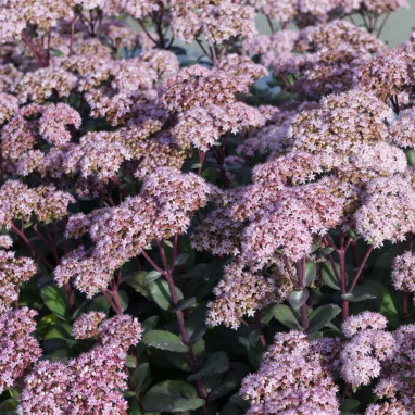 Sedum 'Matrona' - Sedum | Achat direct au producteur