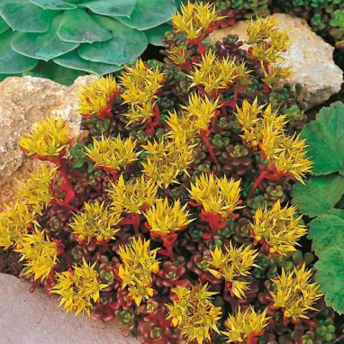 Sedum oreganum - Sedum | Achat direct au producteur