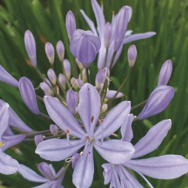 Agapanthus Crystal Blue - Agapanthus | Achat direct au producteur