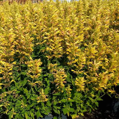 Agastache 'Kudos Yellow' | Achat direct au producteur