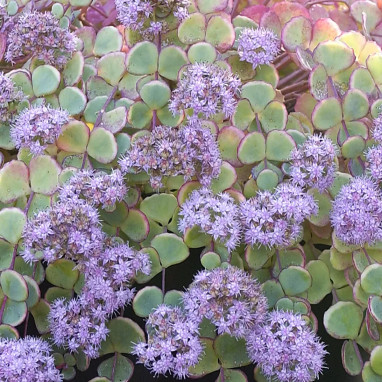 Sedum sieboldii - Sedum | Achat direct au producteur