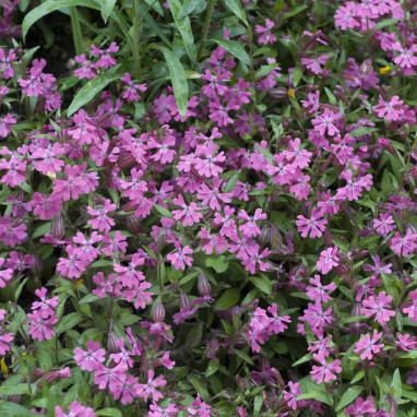 Silene schafta 'Splendens' - Silene | Achat direct au producteur