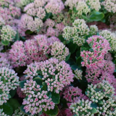 Sedum telephium 'Autumn Joy' - Sedum | Achat direct au producteur