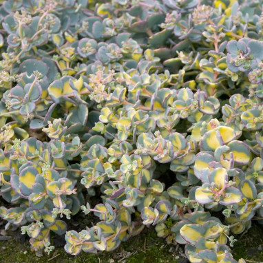 Sedum sieboldii 'Mediovariegatum' | Achat direct au producteur