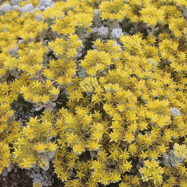 Sedum spathulifolium 'Cape Blanco' | Achat direct au producteur