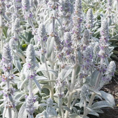 Stachys byzantina - Oreille d'agneau | Achat direct au producteur