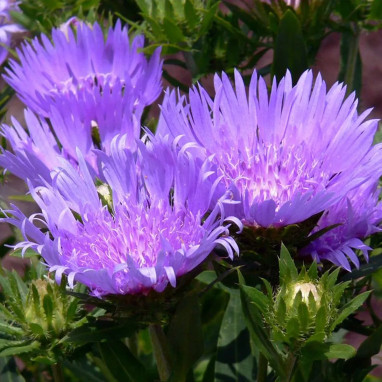 Stokesia laevis 'Blue Star' - Stokesia | Achat direct au producteur