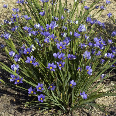 Sisyrinchium montanum - Sisyrinchium | Achat direct au producteur