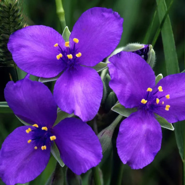 Tradescantia andersoniana 'Violet' - Tradescantia | Achat producteur