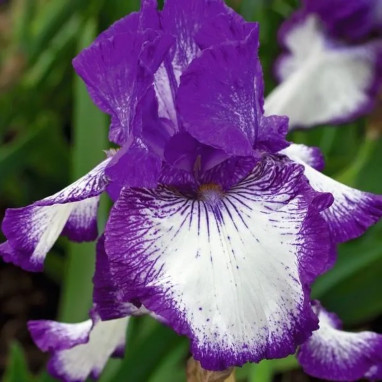 Iris germanica 'Art Déco' - Iris | Achat direct au producteur