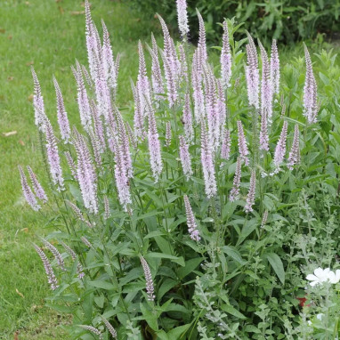 Veronica spicata 'Erika' - Veronica | Achat direct au producteur