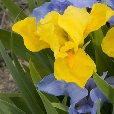 Iris pumila 'Melon Honey' - Iris | Achat direct au producteur
