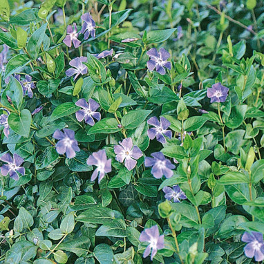 Vinca major - Pervenche grande | Achat direct au producteur