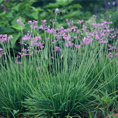 Tulbaghia violacea - Tulbaghia | Achat direct au producteur