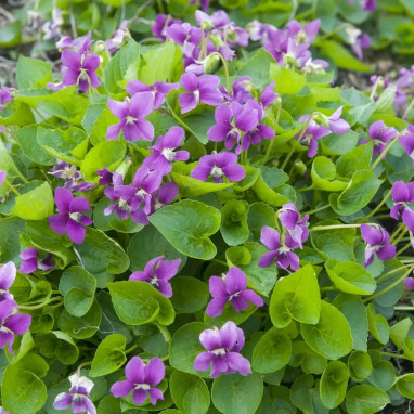 Viola odorata 'Rosea' - Viola | Achat direct au producteur