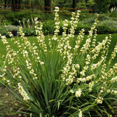 Sisyrinchium striatum - Sisyrinchium | Achat direct au producteur