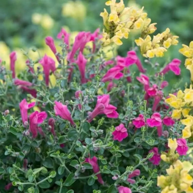 Scutellaria alpina 'Arcobaleno' mélange | Achat producteur