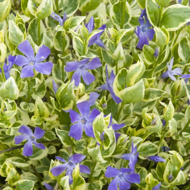 Vinca major 'Variegata' - Vinca | Achat direct au producteur
