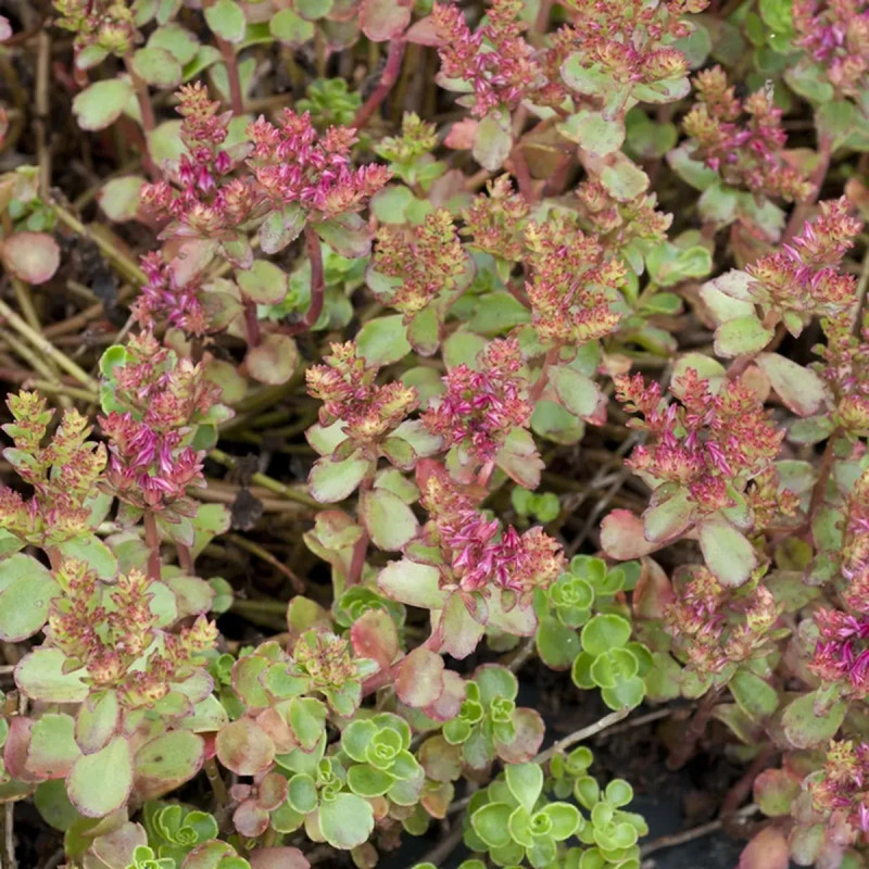 Sedum spurium 'Atropurpureum' - Sedum | Achat direct au producteur