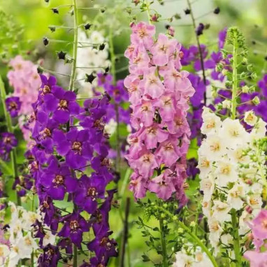 Verbascum phoeniceum Mix - Verbascum | Achat direct au producteur