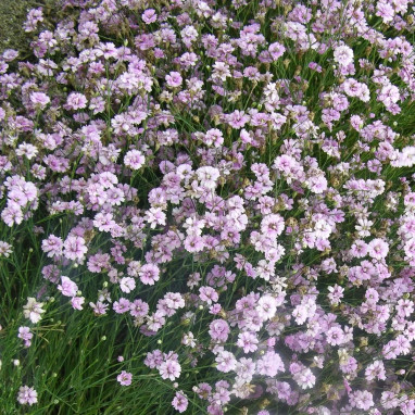 Tunica (Petrorhagia) saxifraga | Achat direct au producteur