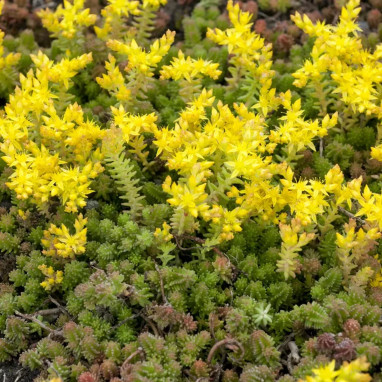Sedum sexangulare - Sedum | Achat direct au producteur