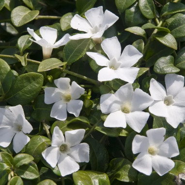 Vinca minor 'Alba' - Vinca | Achat direct au producteur
