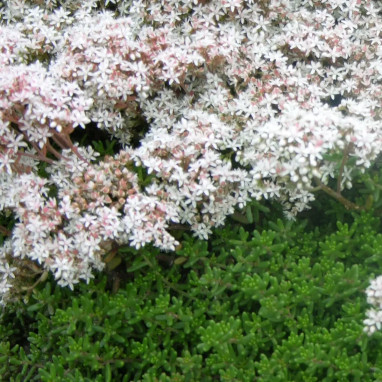 Sedum album 'Coral Carpet' - Sedum | Achat direct au producteur