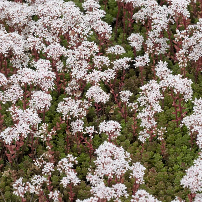Sedum album 'Coral Carpet' - Sedum | Achat direct au producteur