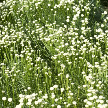 Santolina rosmarinifolia - Santolina | Achat direct au producteur