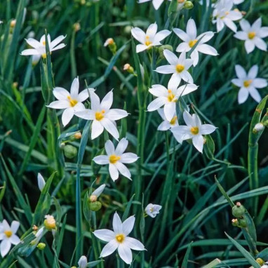 Sisyrinchium angustifolium 'Album' - Sisyrinchium | Achat producteur