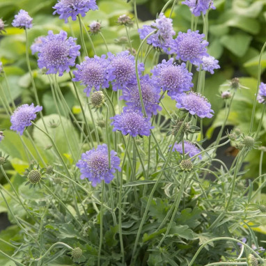 Scabiosa columbaria 'Pincushion Blue' | Achat direct au producteur