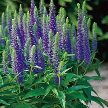 Veronica spicata 'Nana Blauteppich' - Veronica | Achat producteur