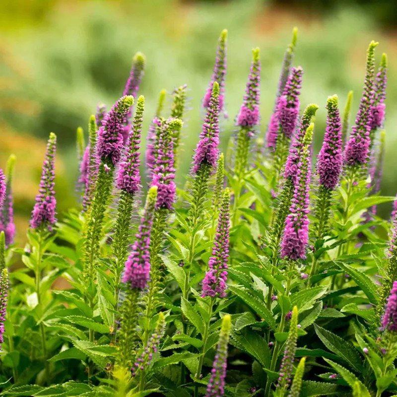 Veronica spicata 'Nana Blauteppich' - Veronica | Achat producteur