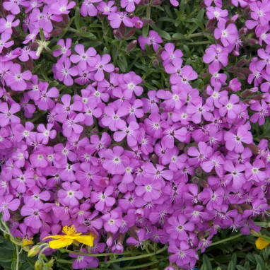 Saponaire 'Bressingham' - Saponaria | Achat direct au producteur