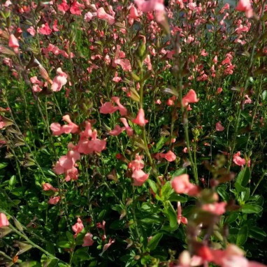 Salvia microphylla 'Ribambelle' - Salvia | Achat producteur