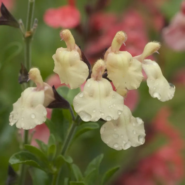 Salvia x jamensis 'Melen' - Salvia | Achat direct au producteur