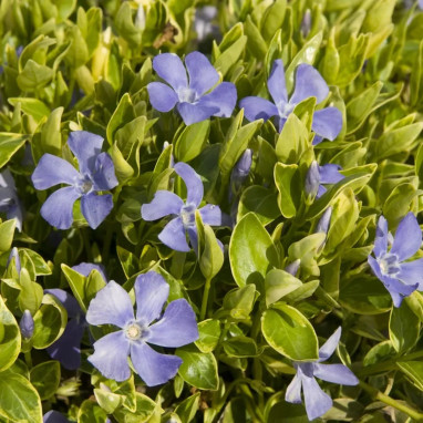 Vinca minor 'Aureovariegata' - Vinca | Achat direct au producteur
