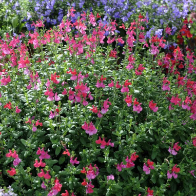 Salvia lemmonii - Sauge de Lemmon | Achat direct au producteur