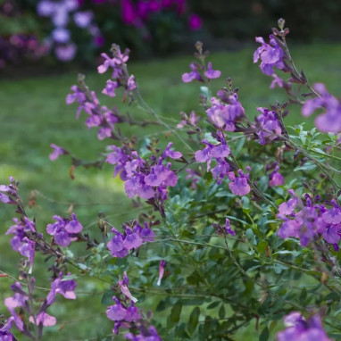 Salvia microphylla 'Violet' - Sauge arbustive | Achat producteur