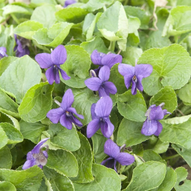 Viola odorata 'Quatre Saisons' - Viola | Achat direct au producteur